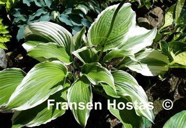 Hosta Dancing Hero